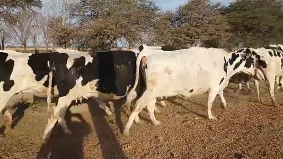 Lote 11 Vaquillonas adelantadas Holando Argentino en Col. Valtelina, Córdoba