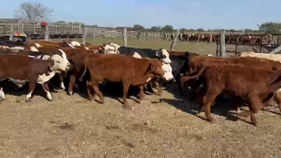 Lote 130 Terneros/as