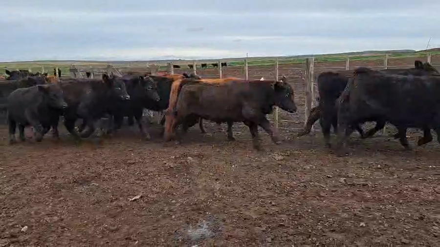 Lote 85 Novillitos