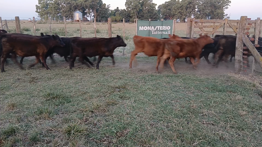 Lote 60 Terneros en Benito Juárez