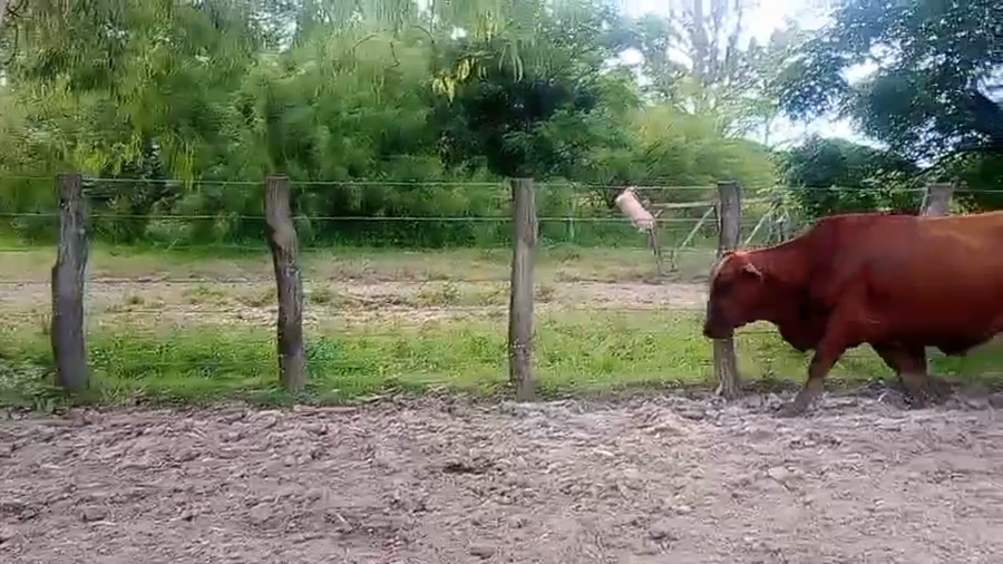 Lote 5 Vacas de invernar