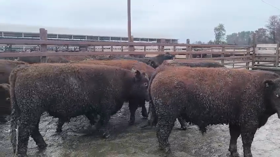 Lote 20 Novillo Gordo en Los Ángeles, VIII Región Biobío