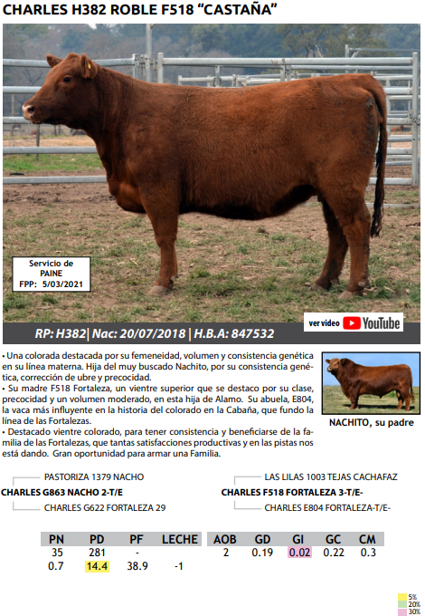 Lote VAQUILLONAS PEDRIGREE PREÑADAS