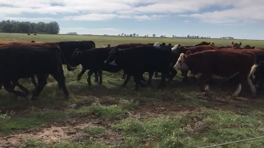 Lote 45 Novillitos en Espartillar, Buenos Aires