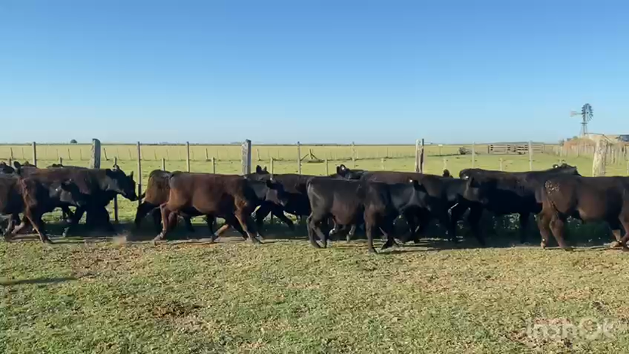 Lote 55 Novillitos en Dolores, Buenos Aires