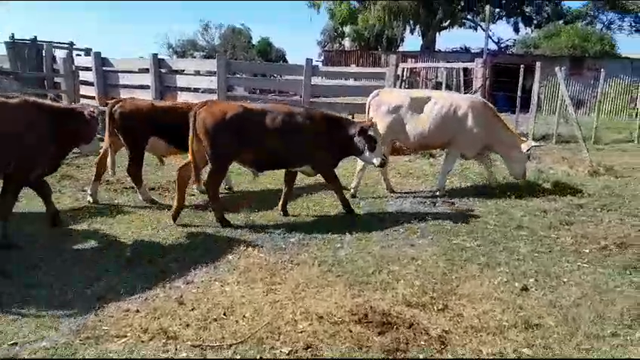 Lote 30 Novillos Angus y Hereford a remate en Pantalla Camy en San Gregorio