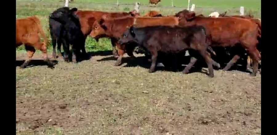 Lote 20 Terneros en Villaguay, Entre Ríos