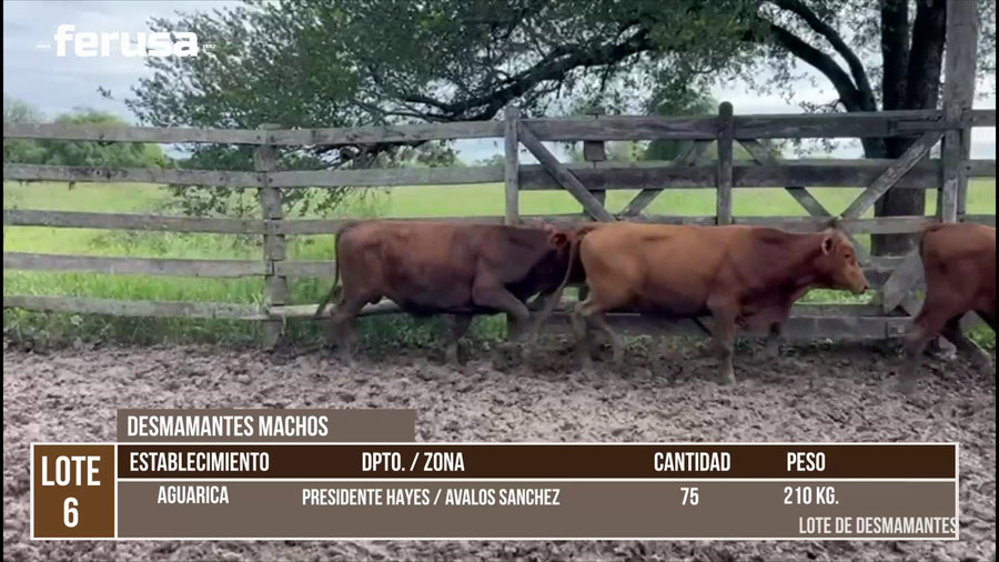 Lote LOTE 6