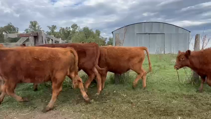 Lote 100 Terneros/as en Tapalqué, Buenos Aires
