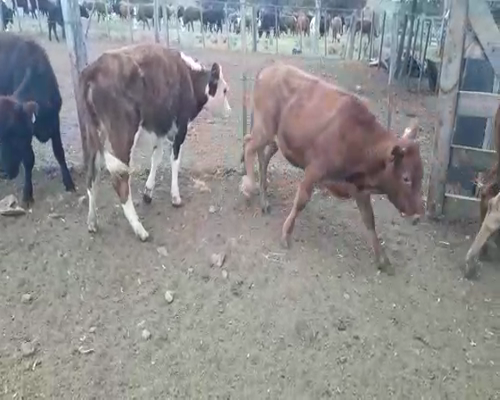 Lote 7 Terneras HEREFORD Y ANGUS a remate en Pantalla Camy 210kg - , San José