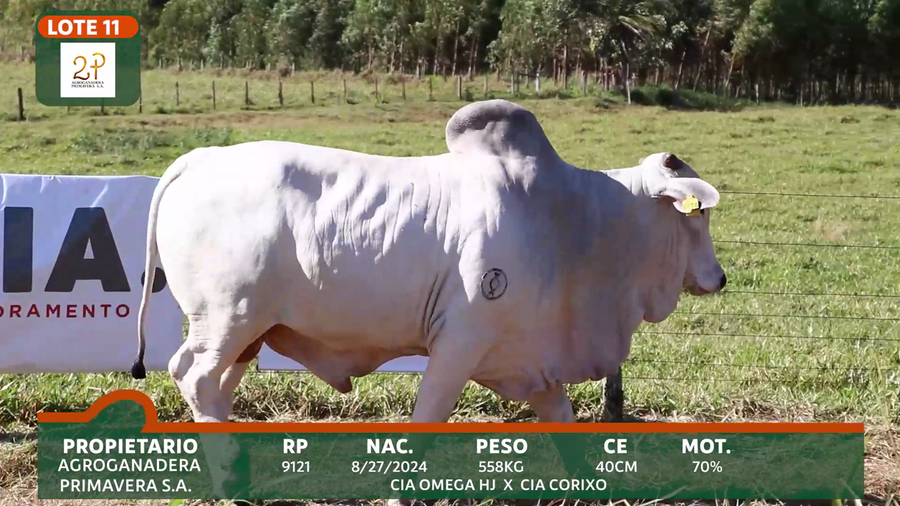 Lote 2P PRIMAVERA