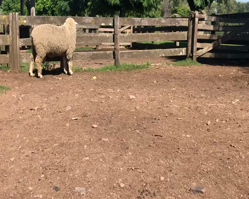 Lote 1 Borregos en Cerro Largo, Cerro Largo