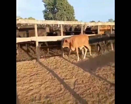 Lote 80 Terneros en Puero Tirol, Chaco