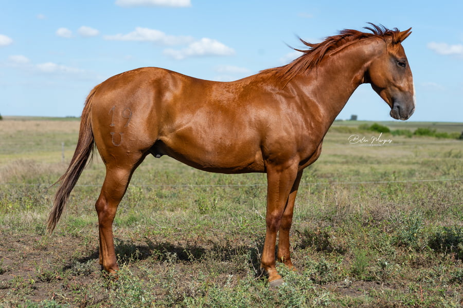 Lote DR ANKALI CADES LR URANQUAR