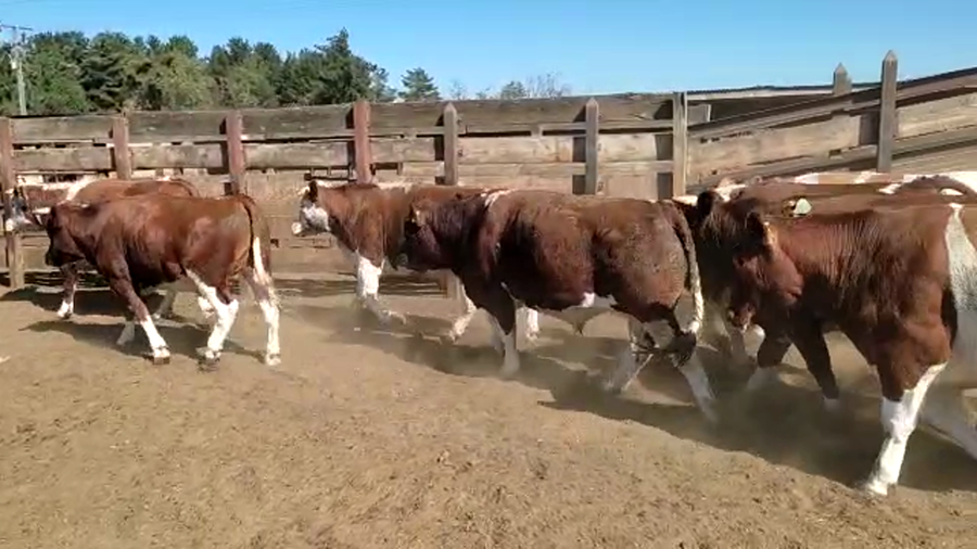 Lote 20 Novillo Gordo en Los Ángeles, VIII Región Biobío