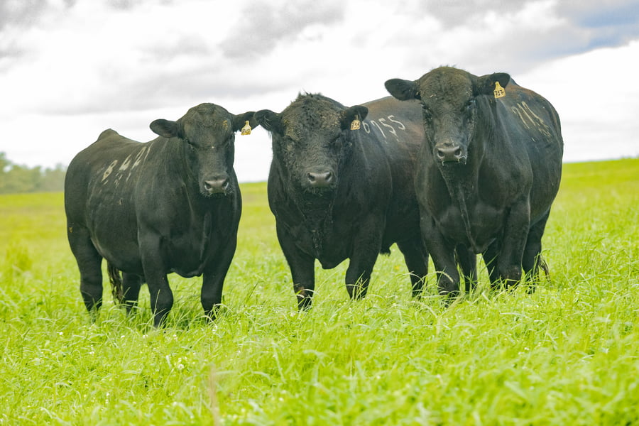 Lote Toros PI 3 AÑOS