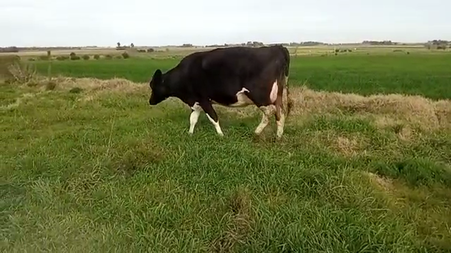 Lote (Vendido)Vaquillonas 1 a 2 años holando a remate en 5to remate por pantalla ENTRE MARTILLOS 320kg -  en RUTA 1 km 90