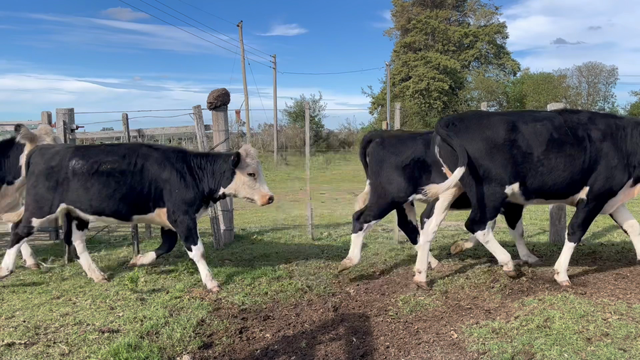 Lote VAQUILLONAS 1 a 2 AÑOS