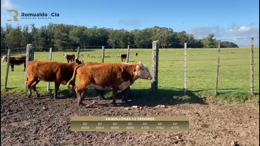 Lote 7 VAQUILLONAS 1 A 2 AÑOS PI a remate en 6º Expo Nacional Hereford 334kg -  en TORNERO