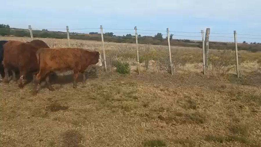 Lote Terneros y Terneras