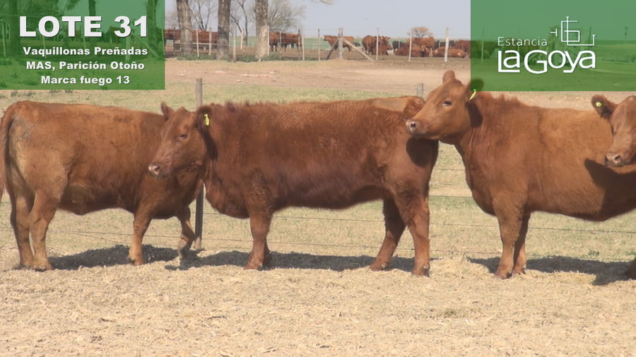 Lote VAQUILLONAS PREÑADAS MAS PARICIÓN OTOÑO