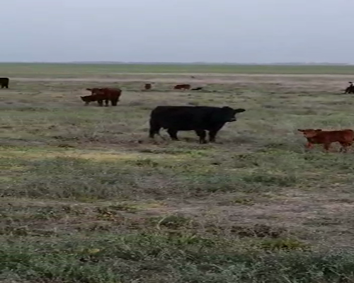 Lote 250 Vaquillonas en Darregueira, Buenos Aires