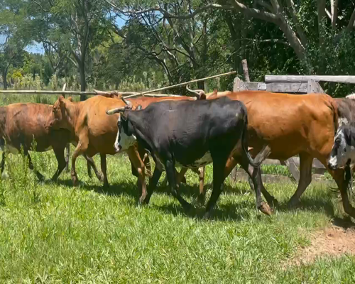 Lote 35 Vacas de invernar en Berón de Astrada, Corrientes