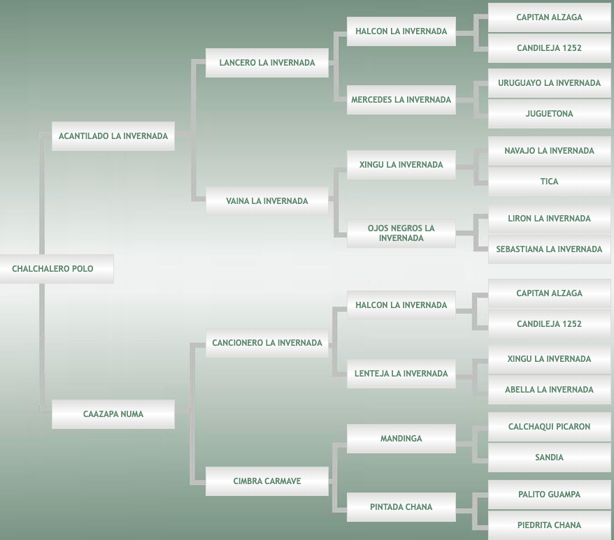 Lote Chalchalero Polo