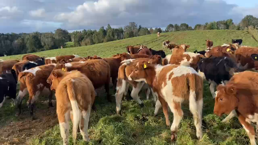 Lote 40 Ternera en Calbuco, X Región Los Lagos