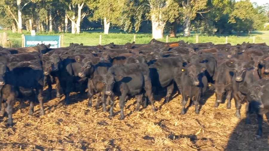 Lote 100 Terneros EN GUAMINI