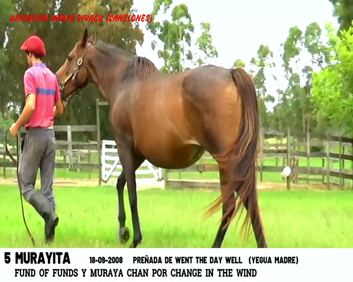 Lote MURAYITA