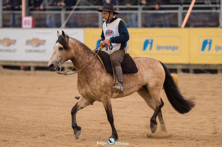 Lote EMBRIONES TARANTULA Y OLIMPICA