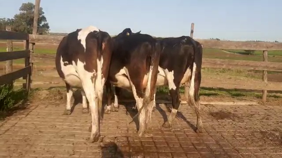 Lote 3 Vaquillonas 1 a 2 años HOLANDO a remate en PANTALLA CAMY - SAN JOSE  1500 VACUNOS 450kg - , San José