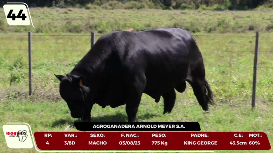 Lote LOTE 44 - CAMPO