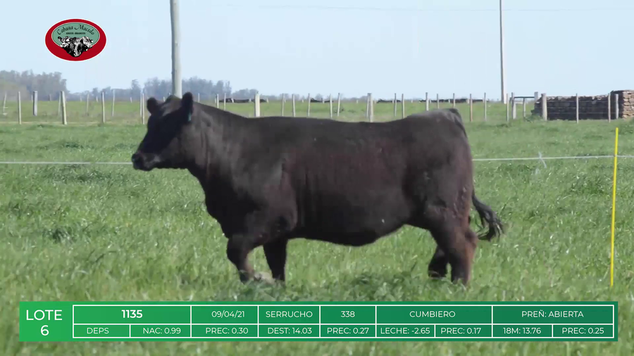 Lote HEMBRAS ANGUS