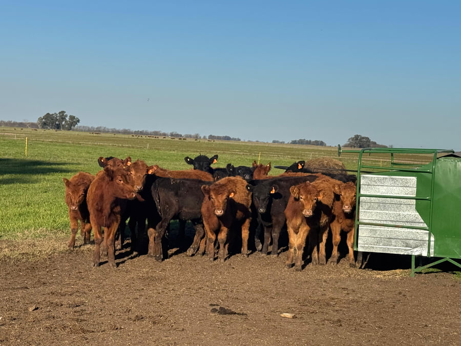 Lote 24 Terneras en Buenos Aires, Saladillo