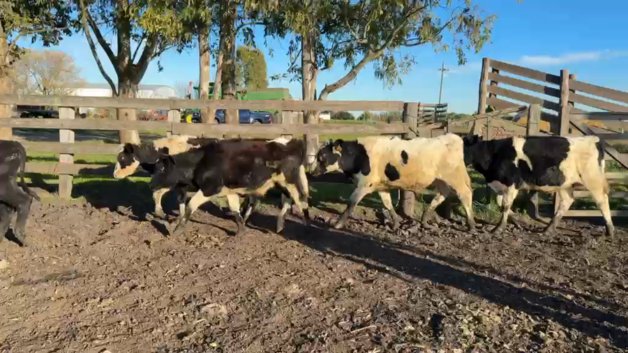 Lote TERNEROS