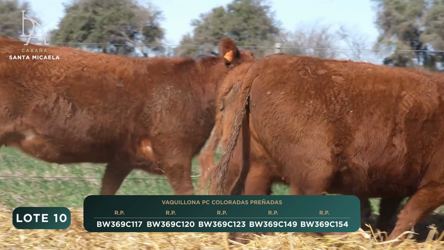Lote VAQUILLONAS PC PREÑADAS