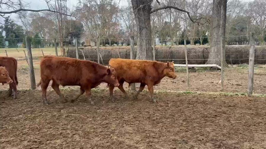 Lote 70 Terneros/as en Buenos Aires
