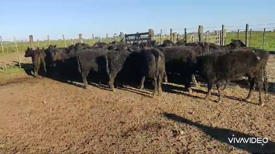 Lote 40 Terneras en Brandsen, Buenos Aires