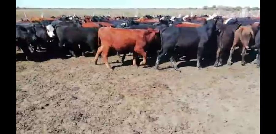 Lote 100 Terneros en Villaguay, Entre Ríos