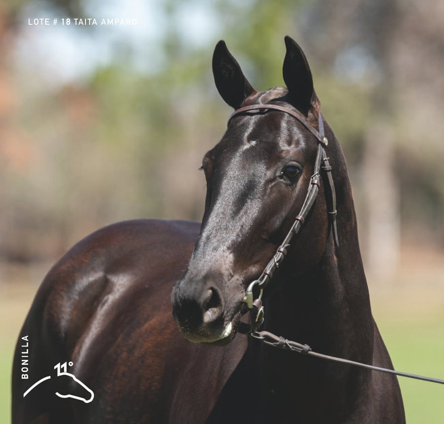 Lote TAITA AMPARO - T/E (FINO COOL - GRAPPA CARIDAD)