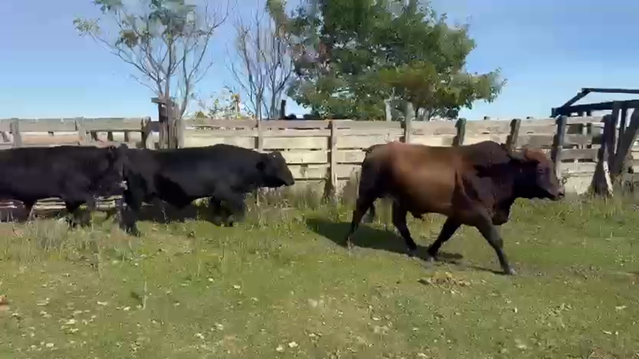 Lote 6 Toros de invernar en Corrientes, Paso de Los Libres