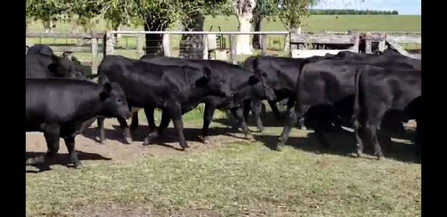 Lote 52 Terneros en Entre Ríos, Colón