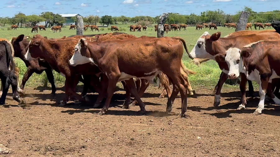 Lote 220 Terneros en Corrientes, Mercedes