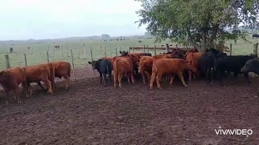 Lote 60 Terneros en San Vicente, Buenos Aires