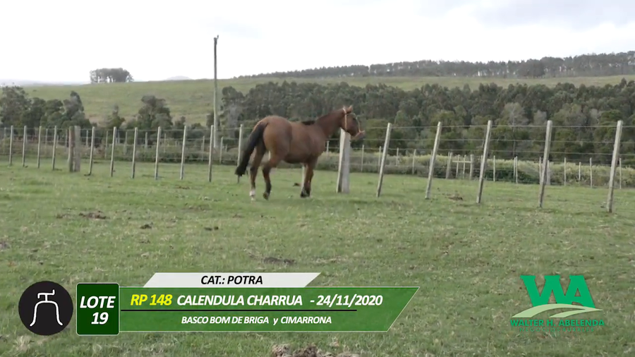 Lote CALENDULA CHARRUA