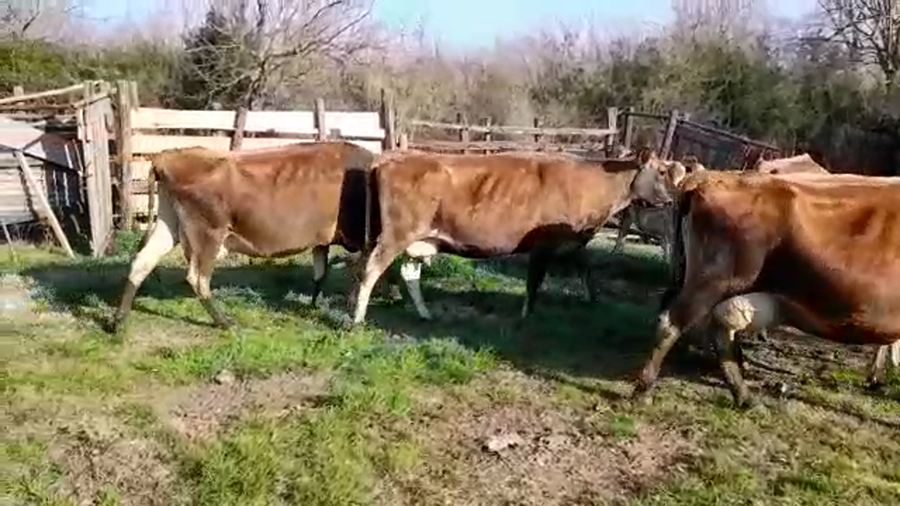 Lote (Vendido)7 Industria a remate en PANTALLA FEDERICO GARLAND 440kg -  en COLONIA SUIZA