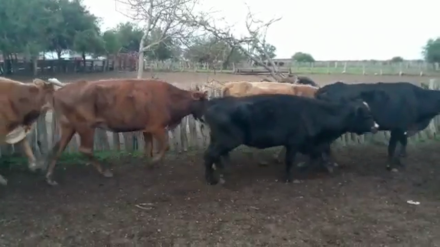 Lote 35 Vacas de invernar en Villaguay, Entre Ríos