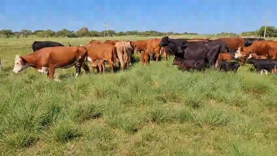Lote 60 Vacas con Cría